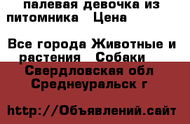 палевая девочка из питомника › Цена ­ 40 000 - Все города Животные и растения » Собаки   . Свердловская обл.,Среднеуральск г.